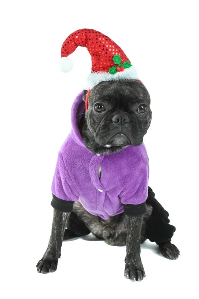 Bulldog in un berretto festivo rosso — Foto Stock