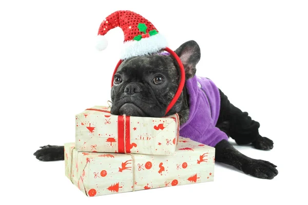 Bulldog leży na prezenty na nowy rok — Zdjęcie stockowe