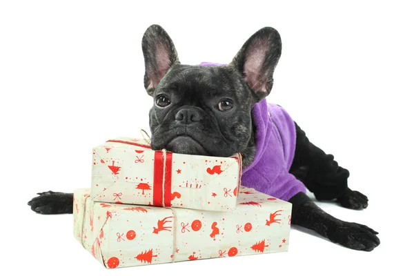 Bulldog si trova sui regali di Capodanno — Foto Stock