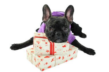 Bulldog yalanlar üzerine yeni yıl hediye