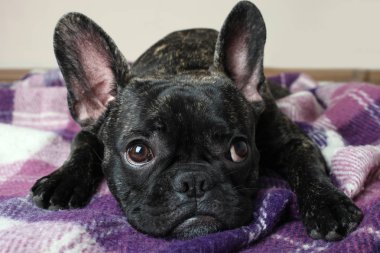  Bulldog yalanlar üzerine bir battaniye