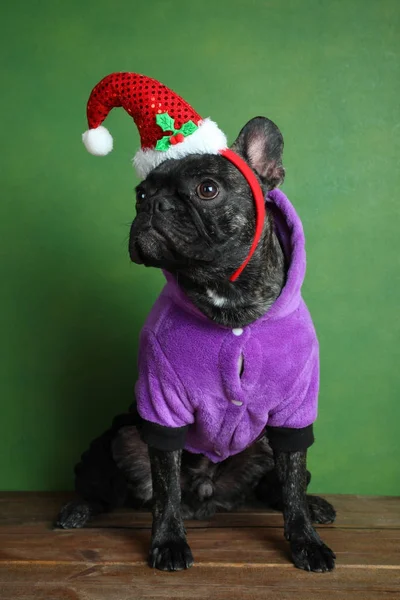 Bulldog in un berretto festivo rosso — Foto Stock