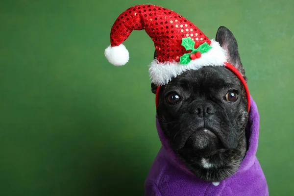 Bulldog in un berretto festivo rosso — Foto Stock