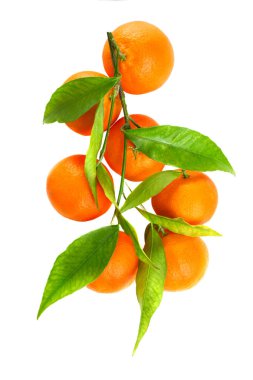 Mandalina yaprakları ile 