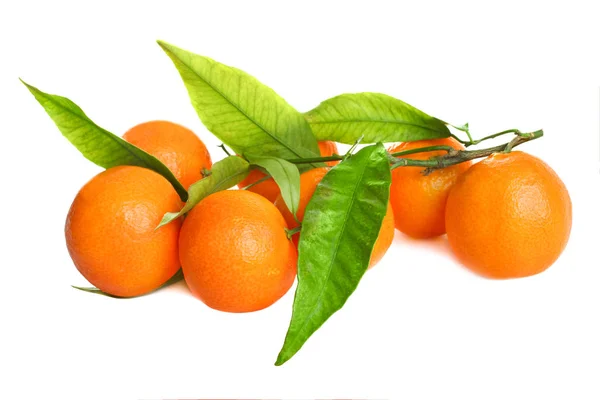 Mandarines з листям — стокове фото