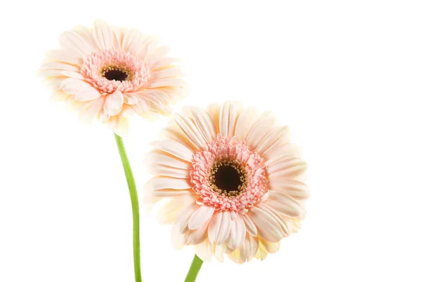 Dois gerbera rosa — Fotografia de Stock