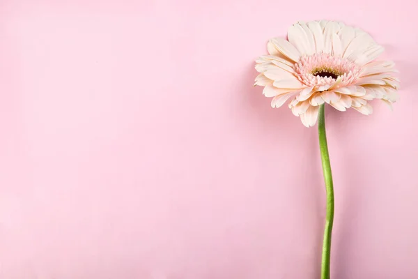 Egy a rózsaszín gerbera — Stock Fotó