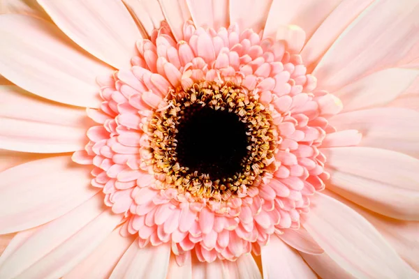 Una gerbera rosa —  Fotos de Stock