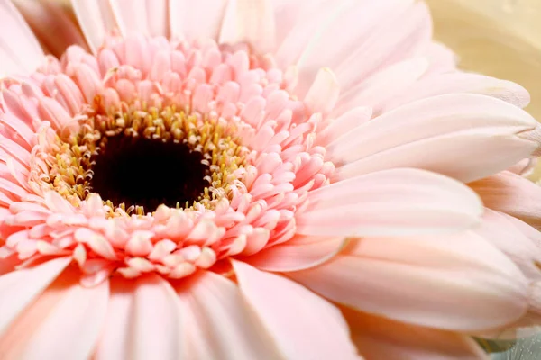 Um gerbera rosa — Fotografia de Stock