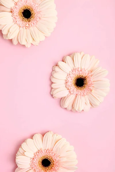 Üç pembe gerbera — Stok fotoğraf