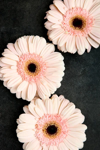 Tre Gerbera rosa — Foto Stock