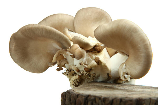 Fresh oysters mushrooms 