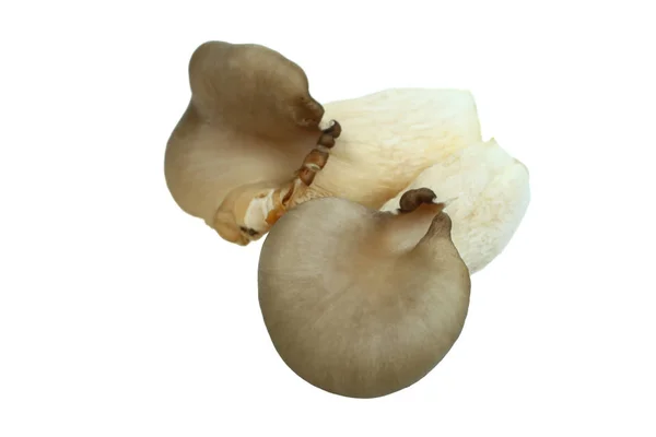 Dva ústřice houby — Stock fotografie