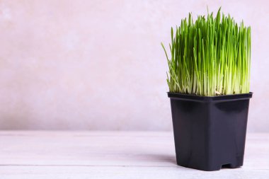 Filizlenmiş buğday çimi