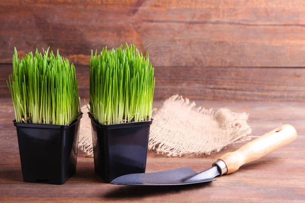 Sprouted wheat grass — 스톡 사진