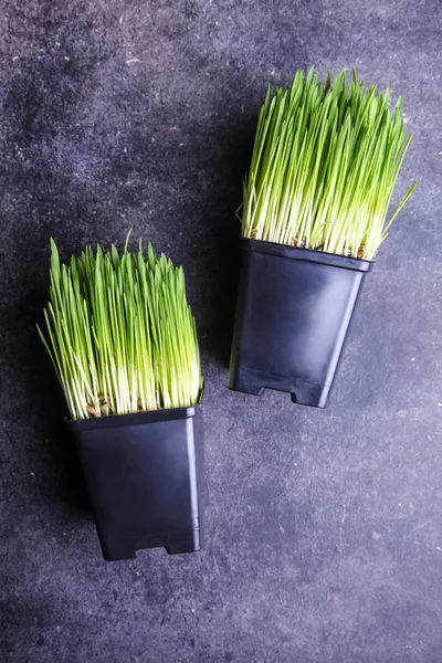 Sprouted wheat grass — Stock Photo, Image