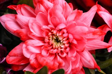 Pembe güzel yıldız çiçeği