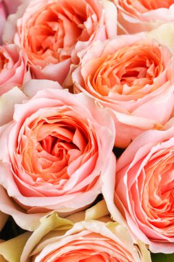 pembe çiçek melezi çay gülleri