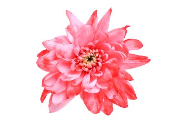 güzel pembe çiçek dahlia
