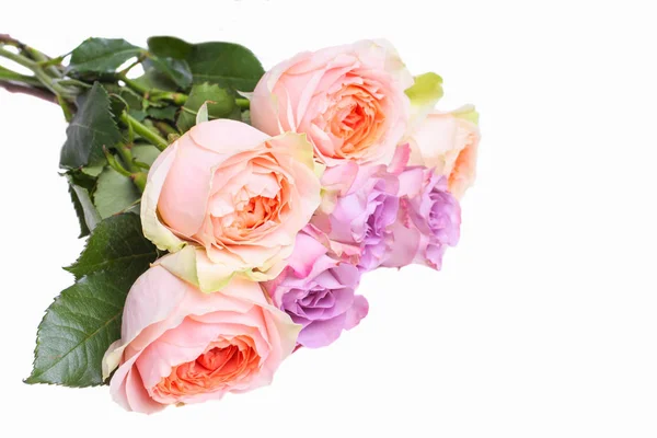 Kytice hybridních čajových růží a floribundy — Stock fotografie