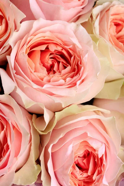 Pink flower hybrid tea roses Royalty Free Stock Images