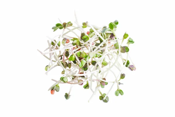 Sprouts of radish microgreen — Stock Photo, Image