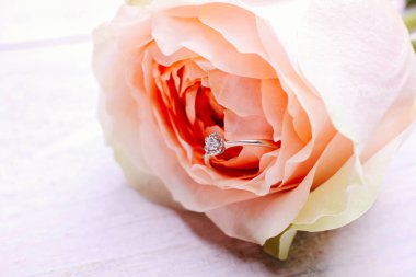 Pembe arkaplanlı pembe bir gül..