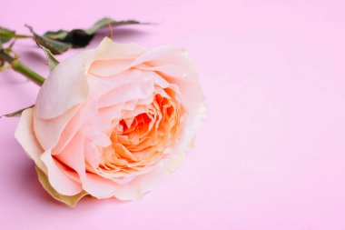 Pembe bir arka planda pembe bir melez çayı.