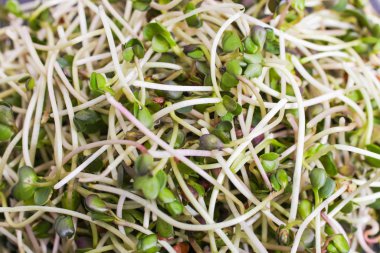 Mikro yeşil turp tohumlarının yakın plan arkaplanı.