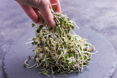 Siyah arka planda dişi elinde mikroyeşil turp filizleri..