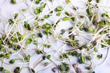 Mermer zemin üzerinde mikroyeşil turp filizleri.