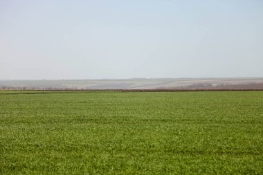Mavi gökyüzüne karşı yeşil çimen tarlası. Tarım arazisi.