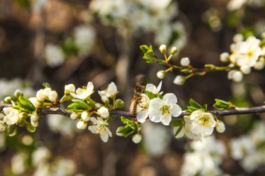 Doğal bir arka planda çiçek açan kiraz dalı. Bahar