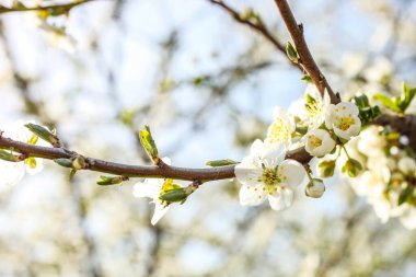 Doğal bir arka planda çiçek açan kiraz dalı. Bahar