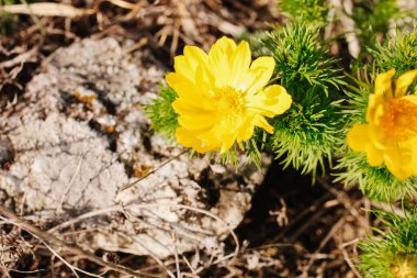Vahşi sarı adonis çiçeği yakından. Bahar.