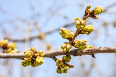 Gökyüzüne karşı ağaçta patlamamış yeşil tomurcuklar. Bahar.