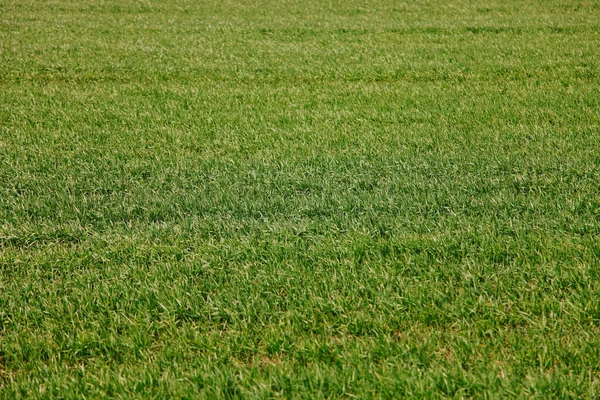 Background from a green field of grass. Agricultural landscape.