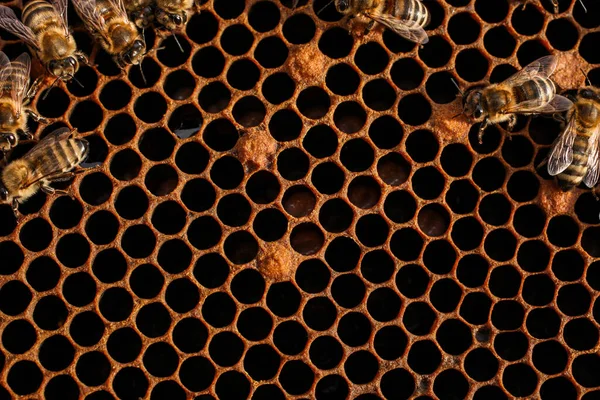 Veel Bijen Lege Honingraten Een Bijenstal Bijenteelt — Stockfoto