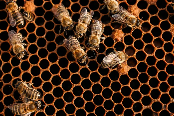 Viele Bienen Auf Leeren Bienenwaben Großaufnahme Imkerei — Stockfoto