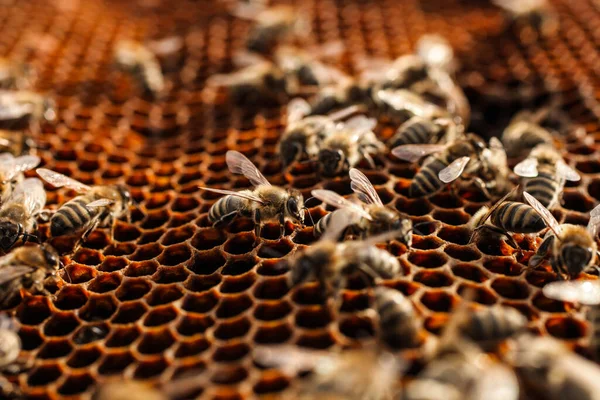 Viele Bienen Auf Leeren Bienenwaben Großaufnahme Imkerei — Stockfoto