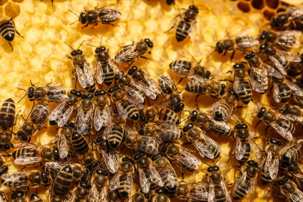 Viele Bienen Auf Bienenwaben Großaufnahme Imkerei — Stockfoto