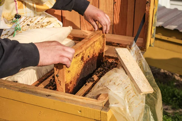 Beekeeper Holds Honeycomb Bees Apiary Close Apiculture — Stock Photo, Image