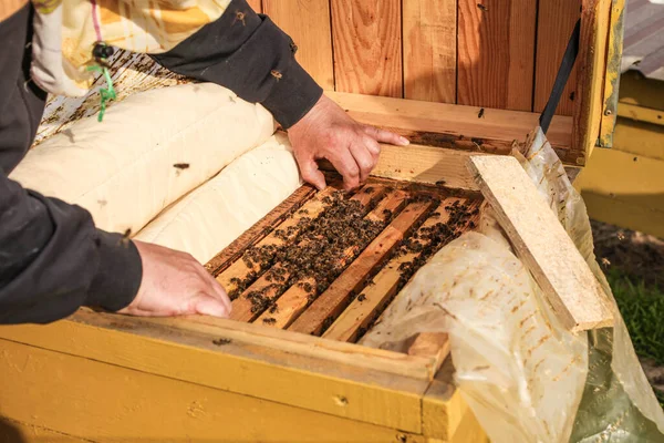 Apicultor Sostiene Panal Con Abejas Primer Plano Colmenar Apicultura —  Fotos de Stock