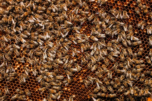 Veel Bijen Lege Honingraten Een Bijenstal Bijenteelt — Stockfoto