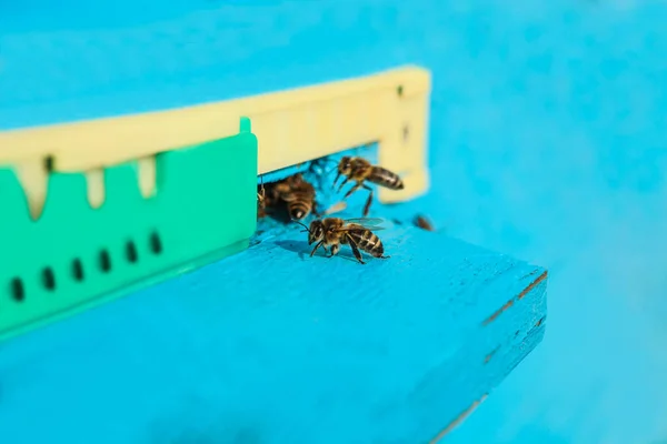 Close Van Bijen Die Uit Een Bijenkorf Kruipen Een Bijenstal — Stockfoto