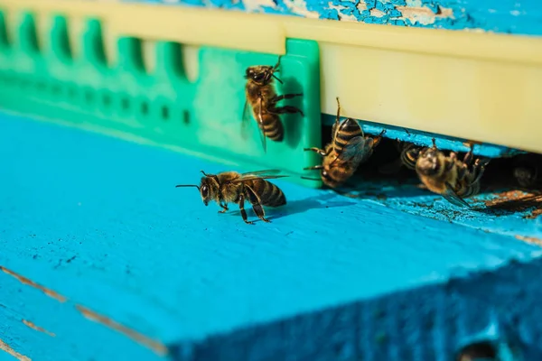 Close Van Bijen Die Uit Een Bijenkorf Kruipen Een Bijenstal — Stockfoto