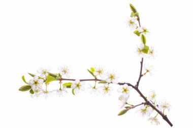 Çiçek açan kiraz dalı beyaz bir arkaplanda izole edilmiş.