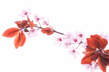 Çiçekli pissardi erik dalı beyaz bir arkaplanda izole edilmiş..