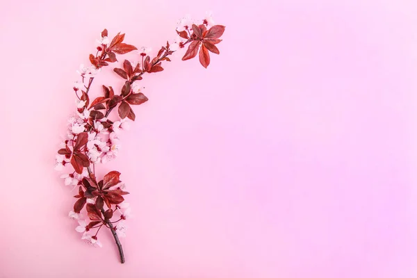 Virágzó Pisardi Szilva Rózsaszín Alapon — Stock Fotó