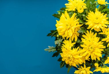 Klasik mavi arka planda sarı parlak ve güzel kasımpatılar